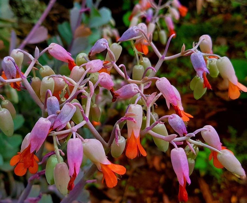Morada Dos Elfos Villa Vale do Capao Luaran gambar